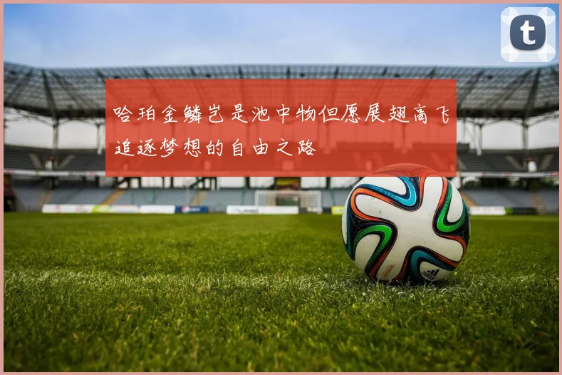 哈珀金鳞岂是池中物但愿展翅高飞追逐梦想的自由之路